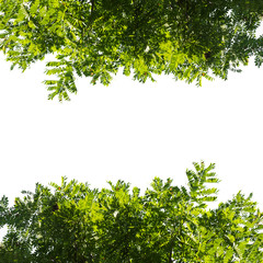 Green leaf isolated on a white background