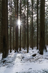 Sonnenlicht zwischen Nadelbäume