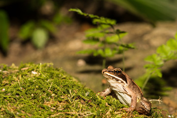 Wood Frog