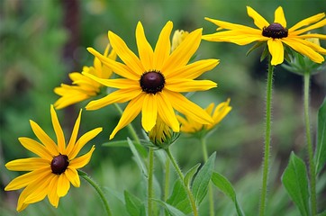Romantic flowers in the garden