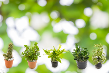 green plants in the small pots on Green bokeh background