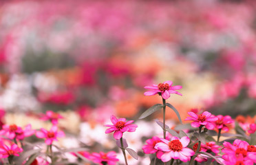 Pink garden