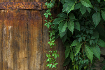 Loach on old wooden barrel 