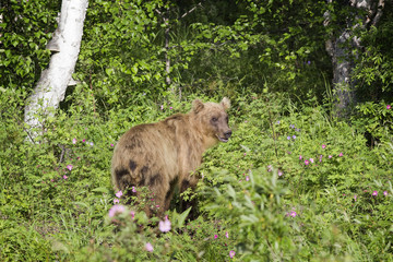 Bear in the wild, Kamchatka, Russia