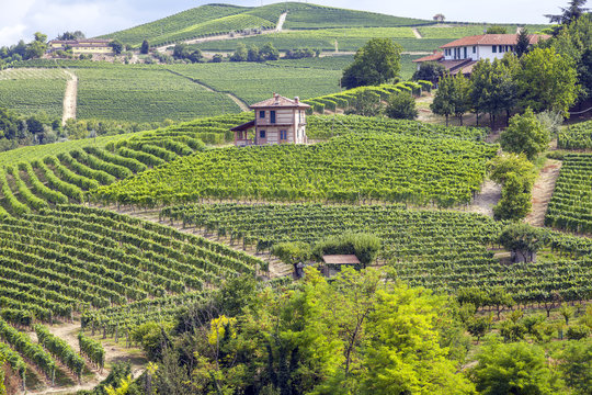 Langhe, Barolo vineyards summer panorama. Color image