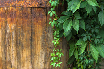 Loach on old wooden barrel 