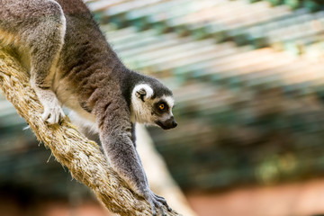 Lemur