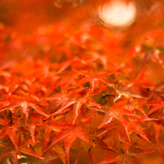autumnal background, slightly defocused red marple leaves