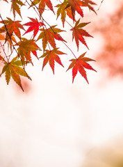Naklejka na ściany i meble autumnal background, slightly defocused red marple leaves