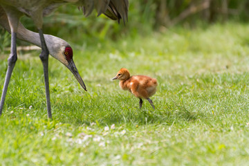 sandhill crane and baby chick
