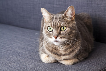 Obraz premium European shorthair cat on gray couch, watching with big eyes