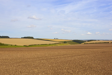 Fototapeta na wymiar late summer agricultural scenery