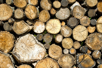  dry firewood laid in a heap