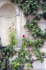 Climbing rosebush. Color image