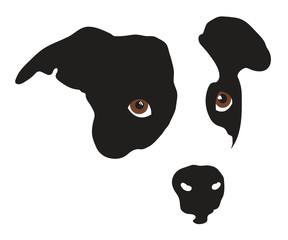 cute dog