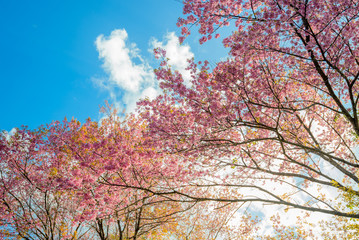 Pink sakura blooming in the sunshine and blue sky,Chiang mai ,Thailand