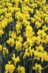 Fototapeta premium Narcisos
