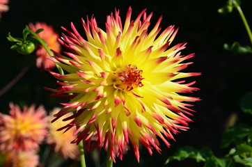Blühende Kaktusdahlie vor schwarzem Hintergrund