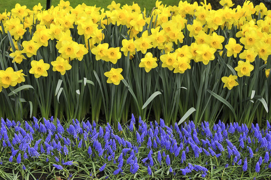 Narcisos