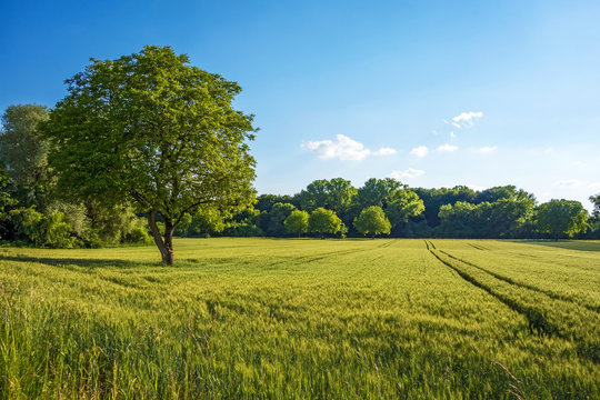 Tree, field, meadow - rural nature landscape