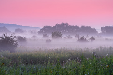 Calm dawn over misty meadow with pink sky