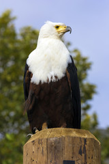 Adler auf einer Flugshow