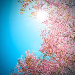 Obraz na płótnie Canvas Pink sakura blooming in the sunshine and blue sky,Chiang mai ,Thailand