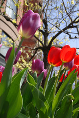 Naklejka premium Spring flower blossom..