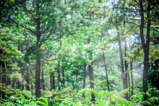 Fototapeta Green nature background. Jungle tropical forest wild landscape