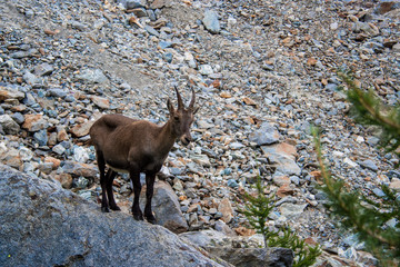 Chamois