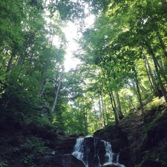 waterfall in the forest