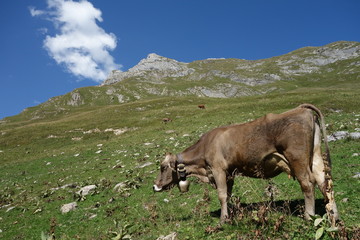 Kuh auf Alm beim Spuller See - Lechtal - Österreich