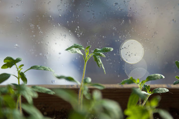  	
Seedlings of tomatoes
