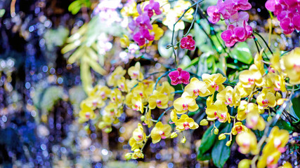 Colorful orchids in the garden
