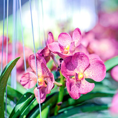 Colorful orchids in the garden ,Chiang mai , Thailand