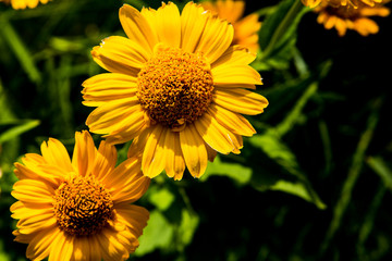 gelbe Blüte