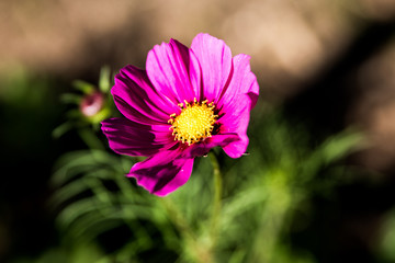 Bl&uuml;te in violett