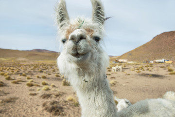 Obraz premium Closeup of a Llama in northern Argentina