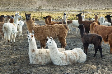 Flock of  Llamas in northern Argentina © estivillml