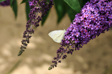 Borboleta