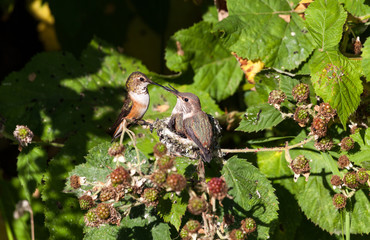 Rufous Hummingbird