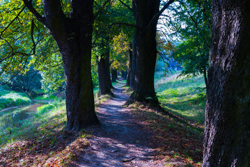 Walk through the trees, late summer, early autumn