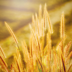 grass in the golden light