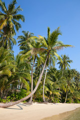 Fototapeta na wymiar Coconut palm tree on the beach, Thailand