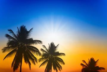 Fototapeta na wymiar palm trees silhouette on sunset with two tone sky