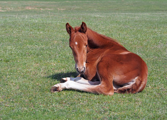 Little chestnut foal rests on the green lawn 