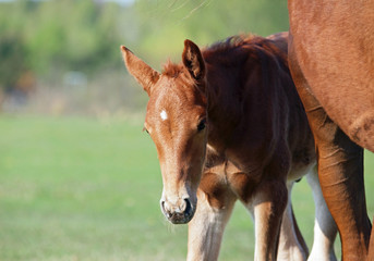 Chestnut  foal with mare on a green pasture 