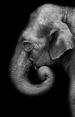 Naklejka premium Portret słonia
