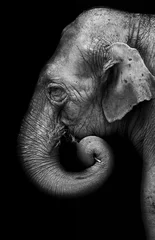 Papier Peint photo Lavable Éléphant Portrait d& 39 éléphant