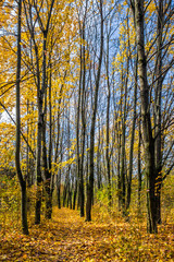 Fototapeta na wymiar forest in foliage on sunny autumn day